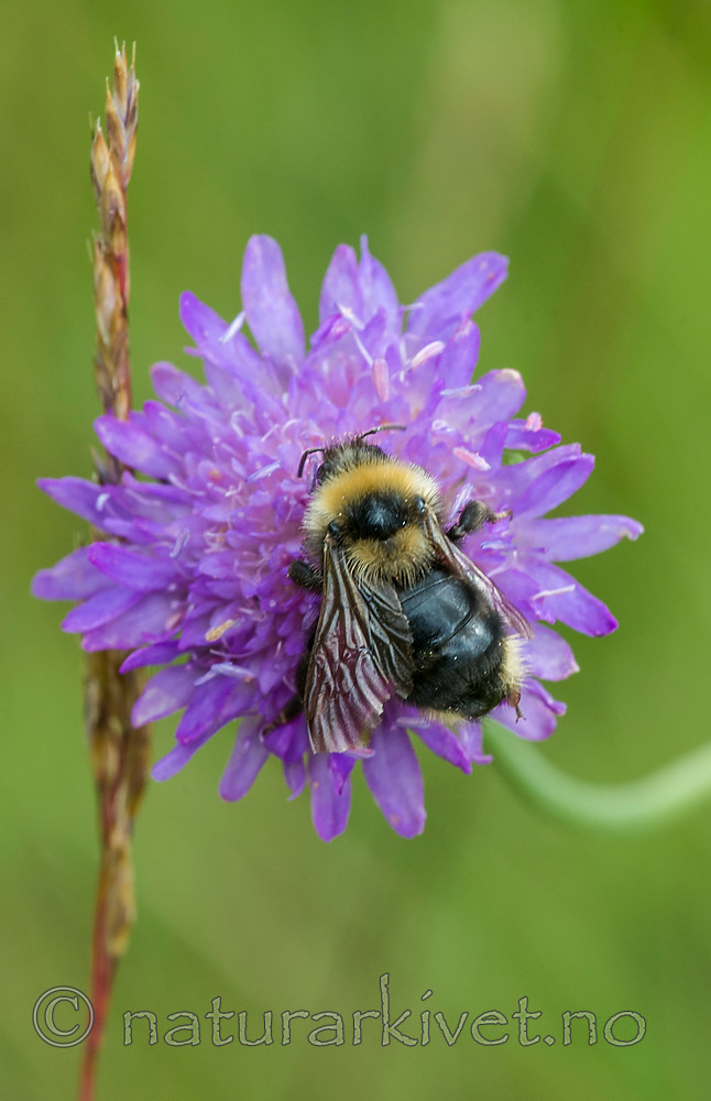 BB 15 0208 / Bombus campestris / åkergjøkhumle <br /> Knautia arvensis / Rødknapp