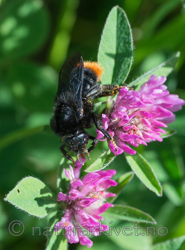 BB 15 0209 / Bombus rupestris / Steingjøkhumle <br /> Trifolium pratense / Rødkløver