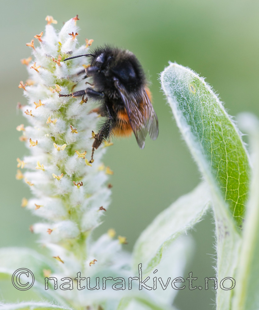 BB 15 0211 / Bombus lapponicus / Lapphumle <br /> Bombus monticola / Berghumle <br /> Salix lanata / Ullvier