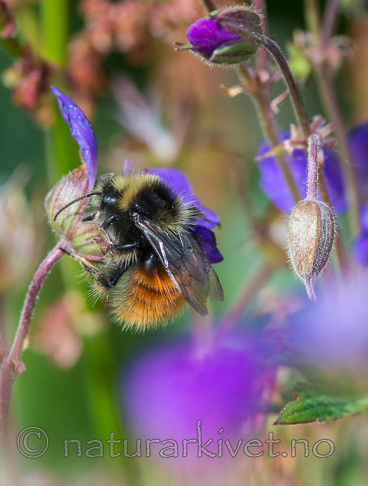 BB 15 0213 / Bombus lapponicus / Lapphumle <br /> Bombus monticola / Berghumle <br /> Geranium sylvaticum / Skogstorkenebb