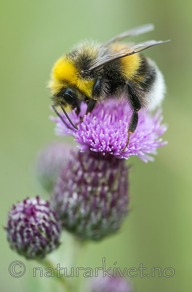 BB 15 0215 / Bombus lucorum / Lys jordhumle <br /> Cirsium vulgare / Veitistel