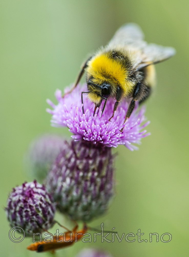 BB 15 0216 / Bombus lucorum / Lys jordhumle <br /> Cirsium vulgare / Veitistel