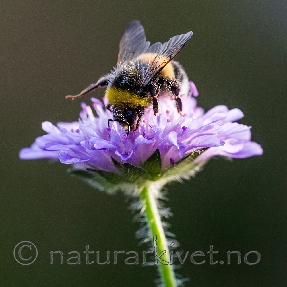 BB 15 0217 / Bombus lucorum / Lys jordhumle <br /> Knautia arvensis / Rødknapp
