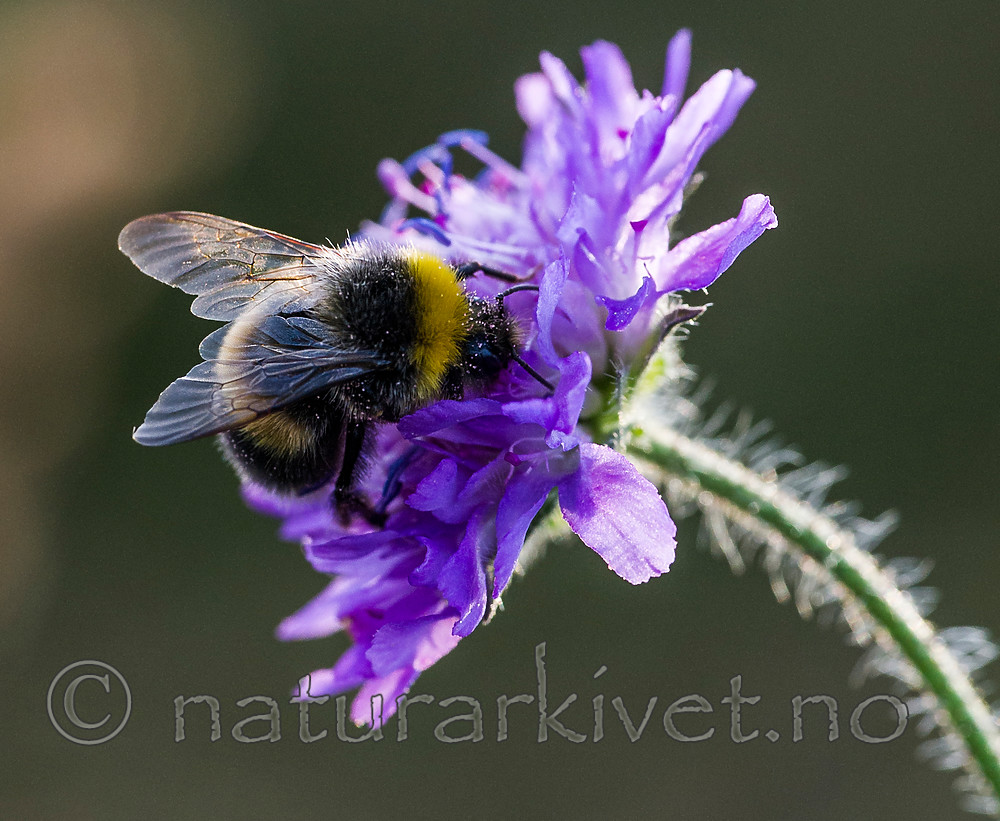 BB 15 0218 / Bombus lucorum / Lys jordhumle <br /> Knautia arvensis / Rødknapp