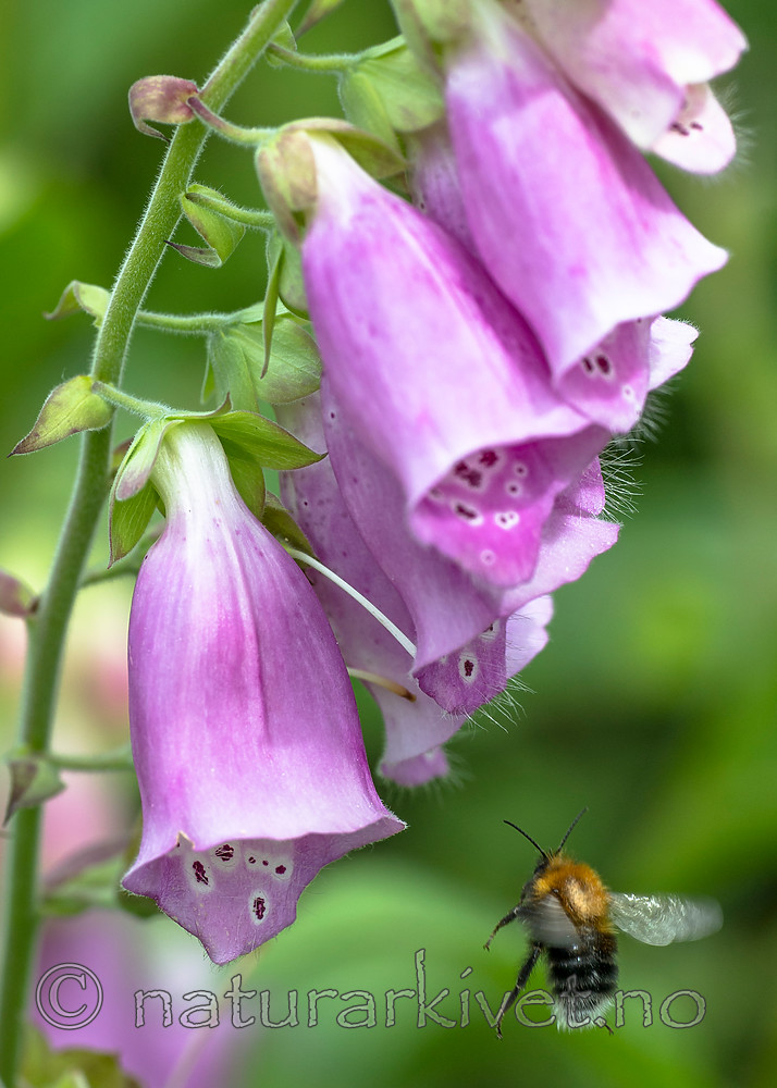 BB 15 0220 / Bombus hypnorum / Trehumle <br /> Digitalis purpurea / Revebjelle