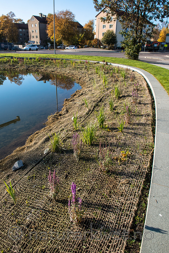 BB 15 0221 / Lythrum salicaria / Kattehale
