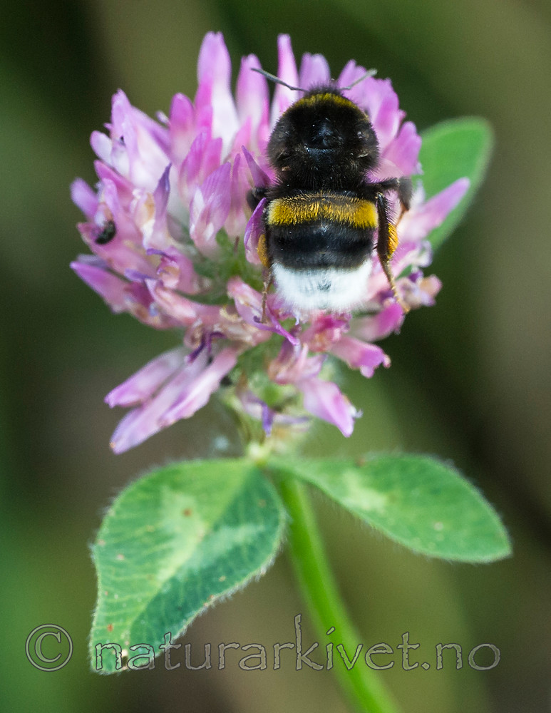 BB 15 0225 / Bombus soroeensis / Lundhumle <br /> Trifolium pratense / Rødkløver