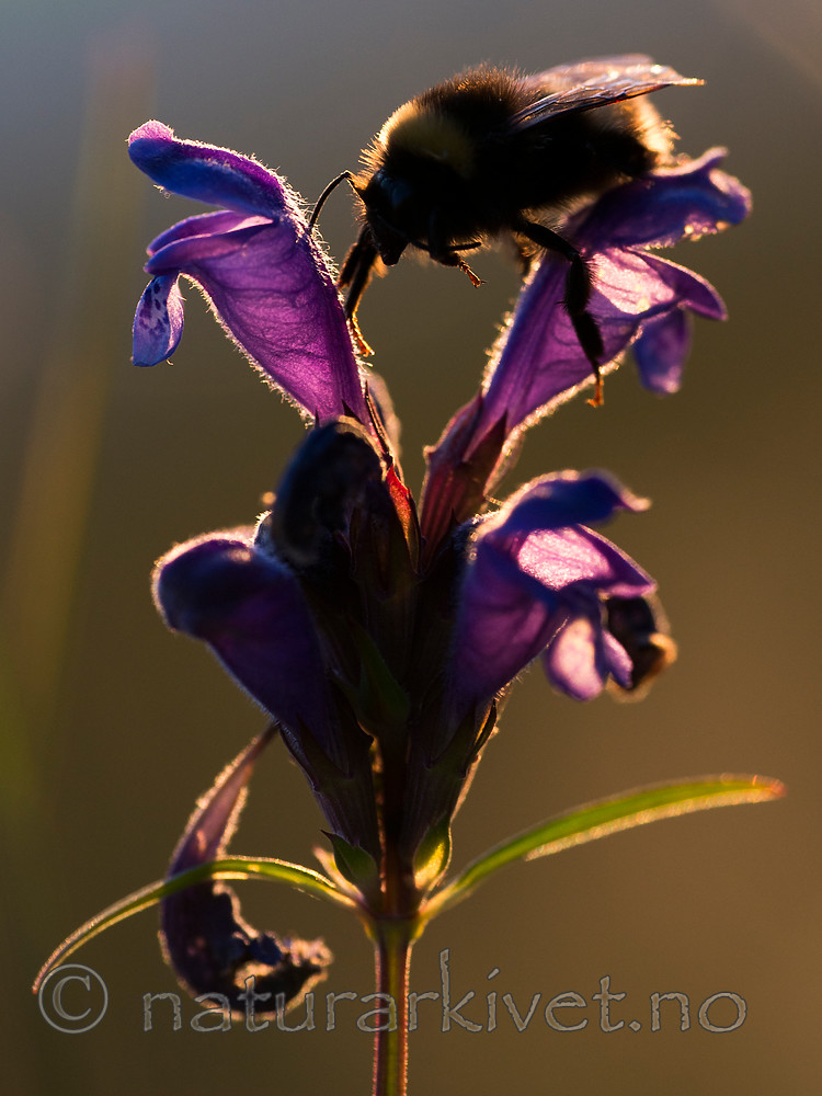 BB 15 0226 / Bombus lucorum / Lys jordhumle <br /> Dracocephalum ruyschiana / Dragehode