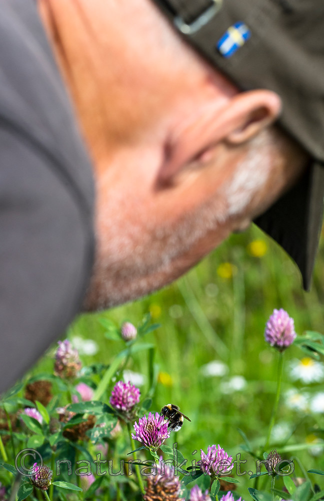 BB 15 0227 / Bombus lucorum / Lys jordhumle <br /> Trifolium pratense / Rødkløver