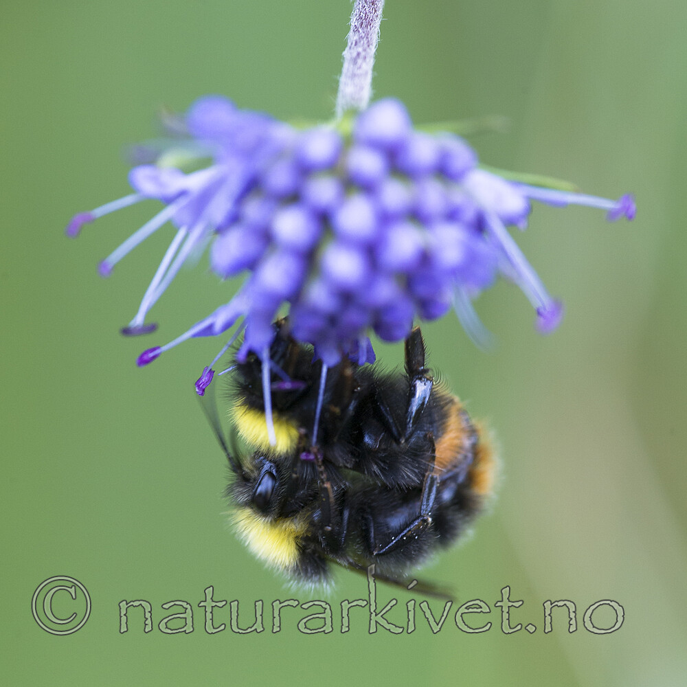 BB 15 0229 / Bombus pratorum / Markhumle <br /> Succisa pratensis / Blåknapp