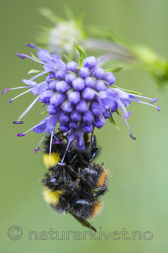 BB 15 0230 / Bombus pratorum / Markhumle <br /> Succisa pratensis / Blåknapp