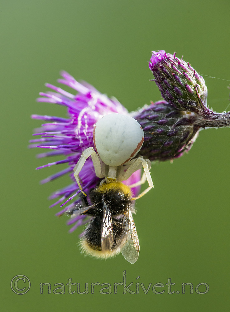 BB 15 0231 / Bombus pratorum / Markhumle <br /> Cirsium palustre / Myrtistel <br /> Misumena vatia