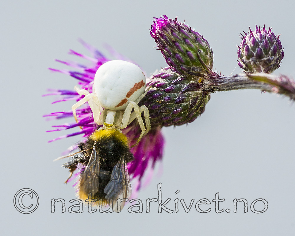 BB 15 0232 / Bombus pratorum / Markhumle <br /> Cirsium palustre / Myrtistel <br /> Misumena vatia