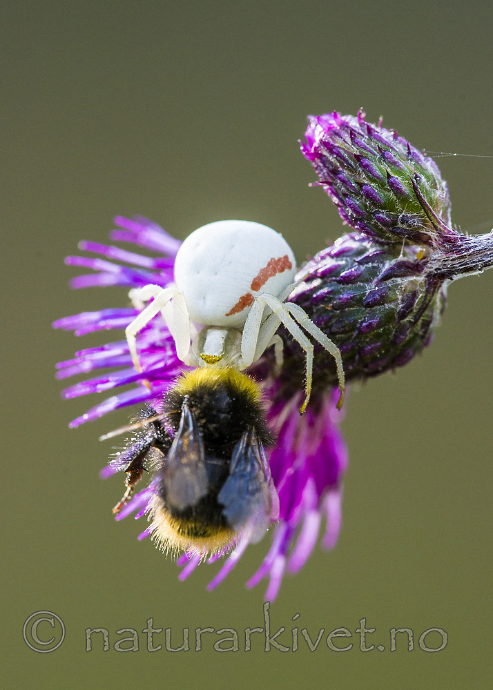 BB 15 0233 / Bombus pratorum / Markhumle <br /> Cirsium palustre / Myrtistel <br /> Misumena vatia