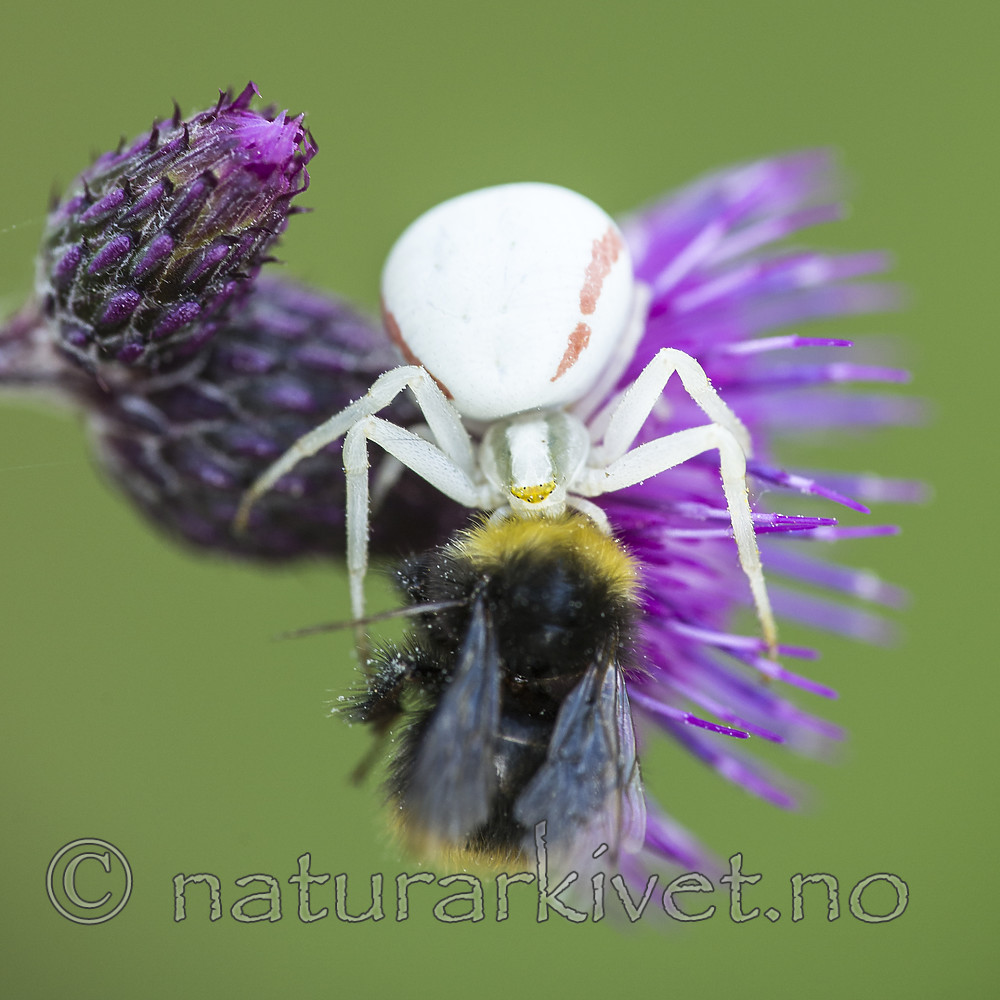 BB 15 0236 / Bombus pratorum / Markhumle <br /> Cirsium palustre / Myrtistel <br /> Misumena vatia