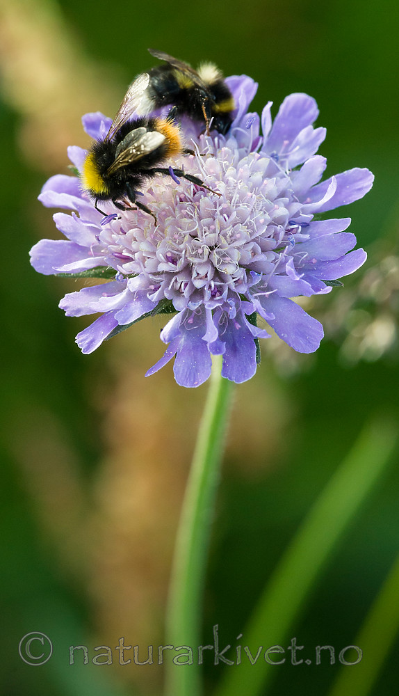 BB 15 0237 / Bombus jonellus / Lynghumle <br /> Bombus pratorum / Markhumle <br /> Knautia arvensis / Rødknapp