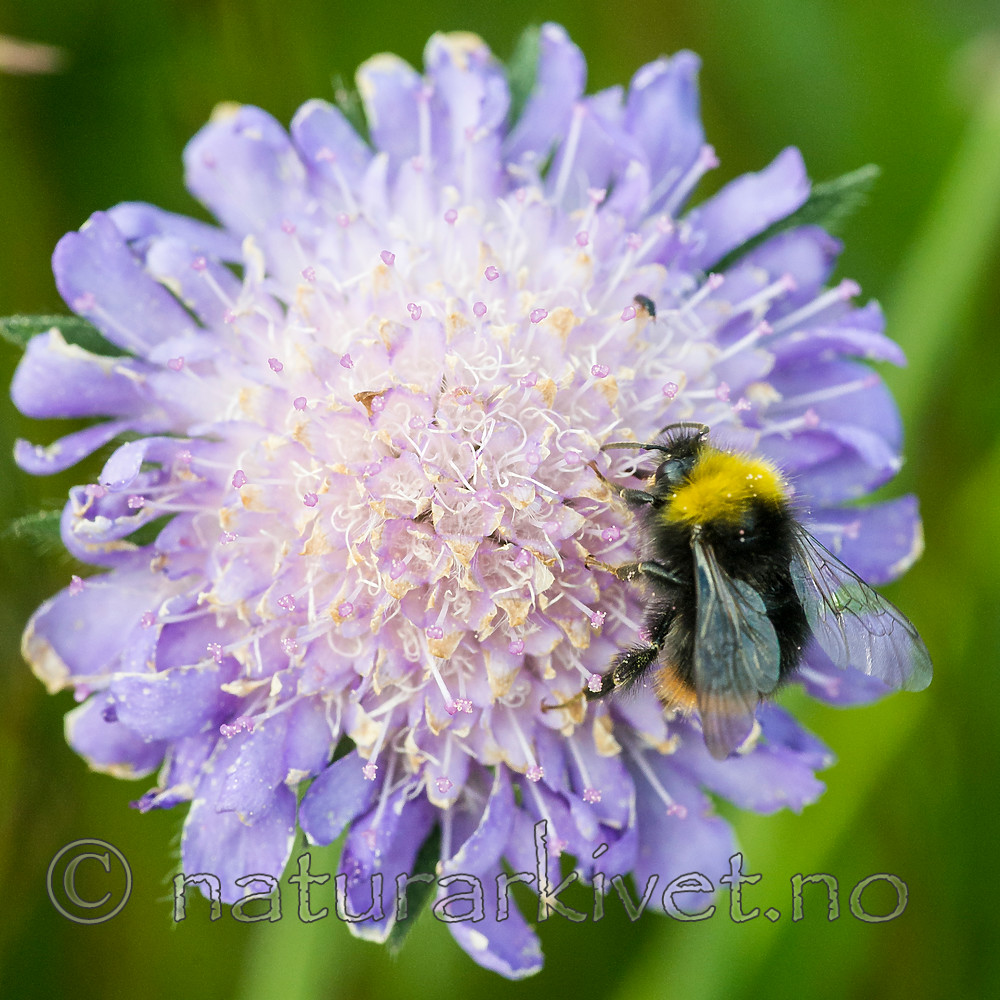 BB 15 0239 / Bombus pratorum / Markhumle <br /> Knautia arvensis / Rødknapp