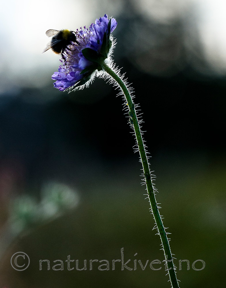 BB 15 0240 / Bombus pratorum / Markhumle <br /> Knautia arvensis / Rødknapp