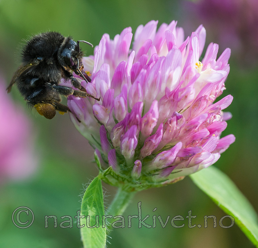 BB 15 0243 / Bombus sylvarum / Enghumle <br /> Trifolium pratense / Rødkløver