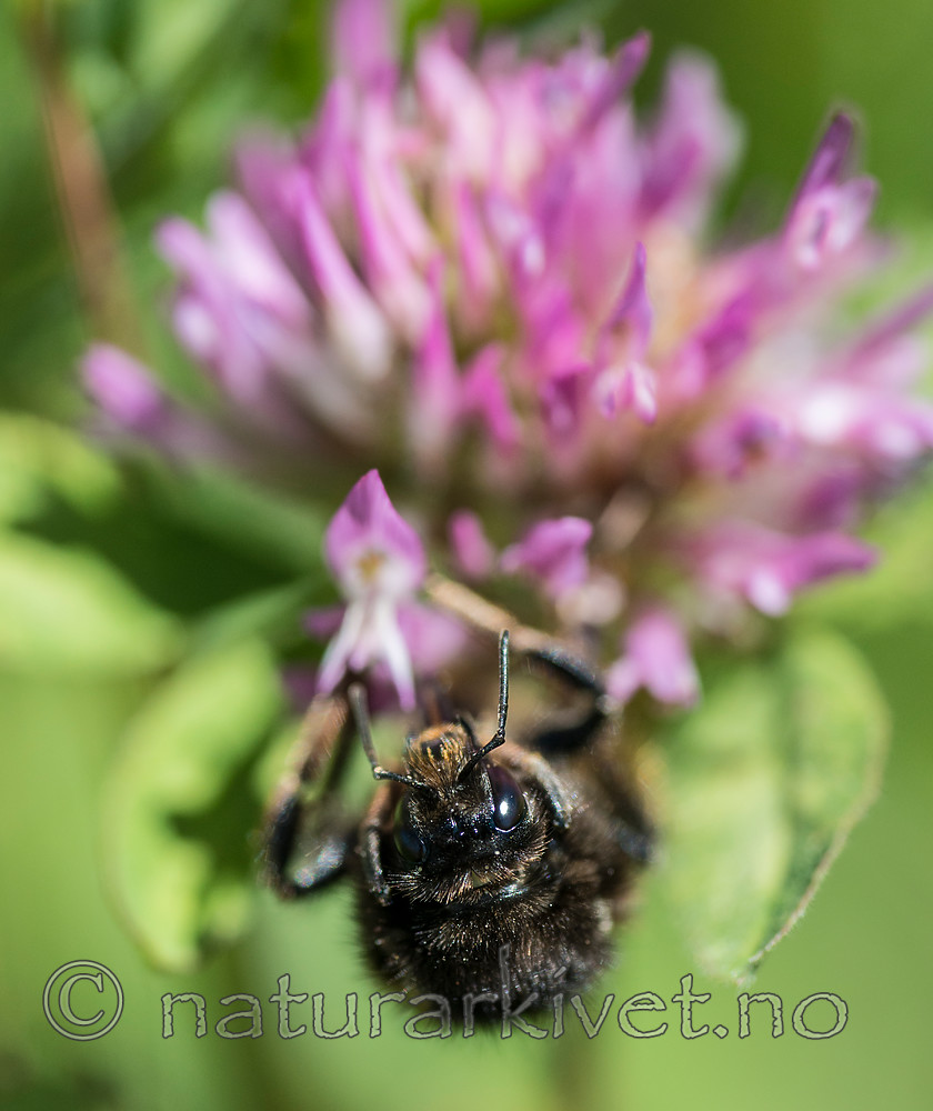 BB 15 0245 / Bombus sylvarum / Enghumle <br /> Trifolium pratense / Rødkløver