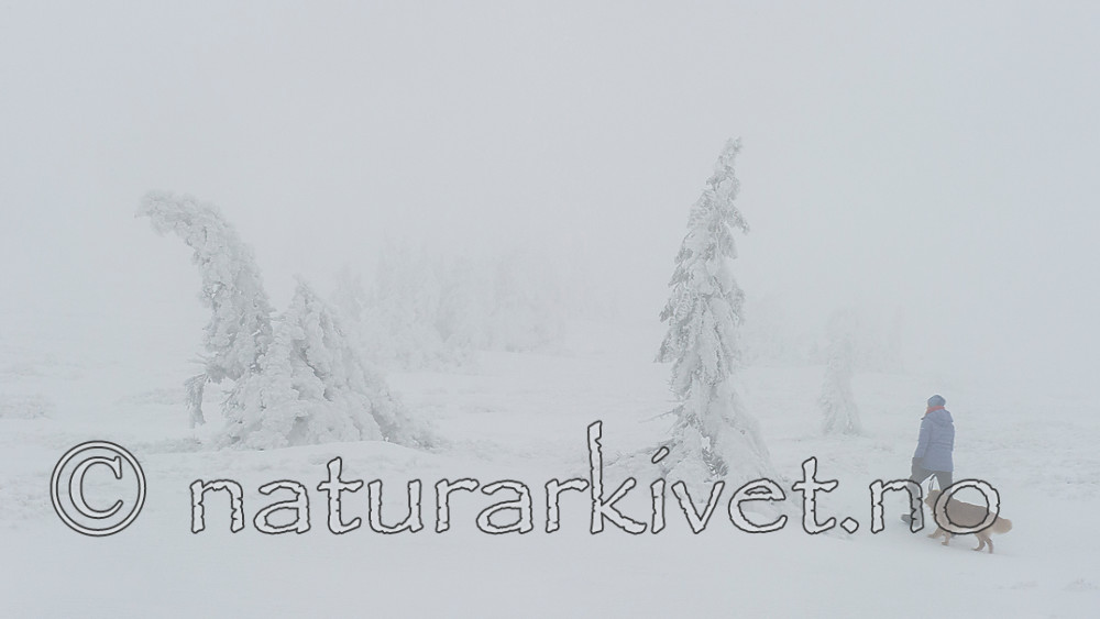 BB 15 0246 / Canis lupus familiaris / Hund <br /> Picea abies / Gran