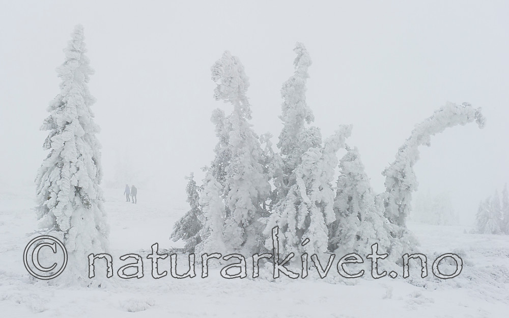 BB 15 0248 / Picea abies / Gran