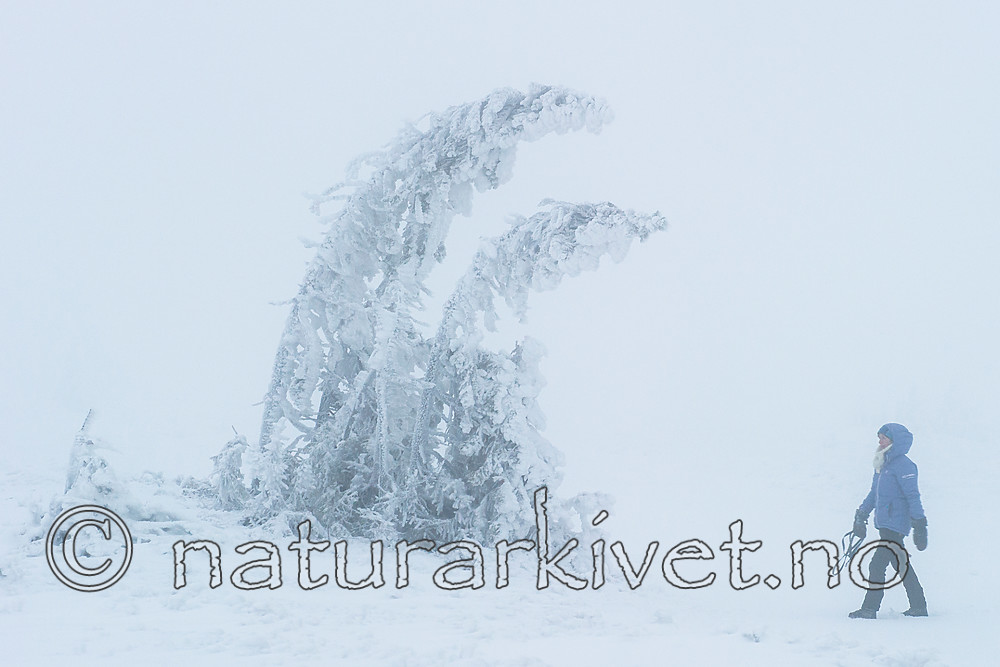 BB 15 0249 / Picea abies / Gran