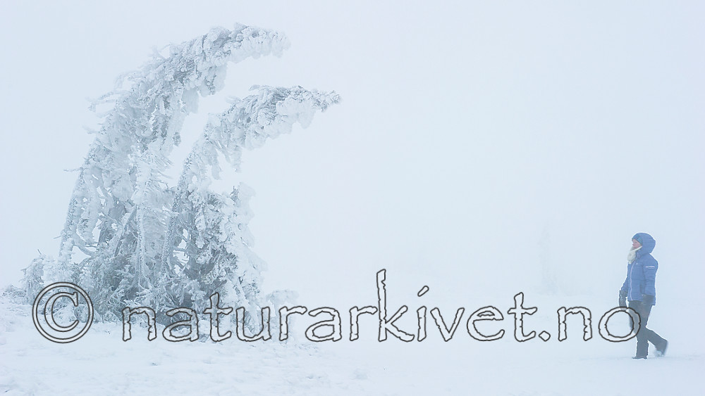 BB 15 0250 / Picea abies / Gran