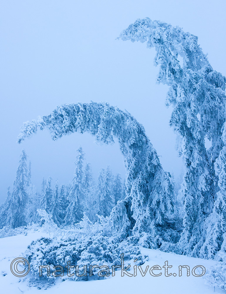 BB 15 0251 / Picea abies / Gran