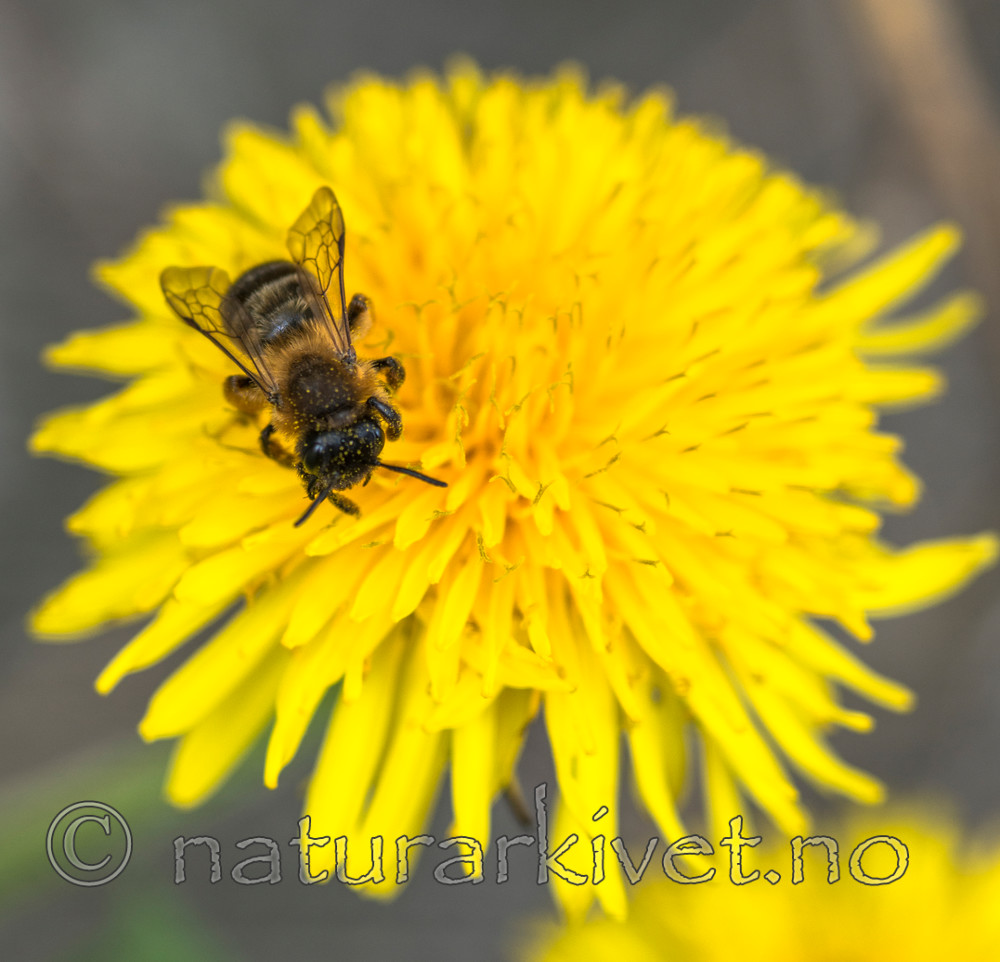 BB 15 0257 / Apis mellifera / Honningbie