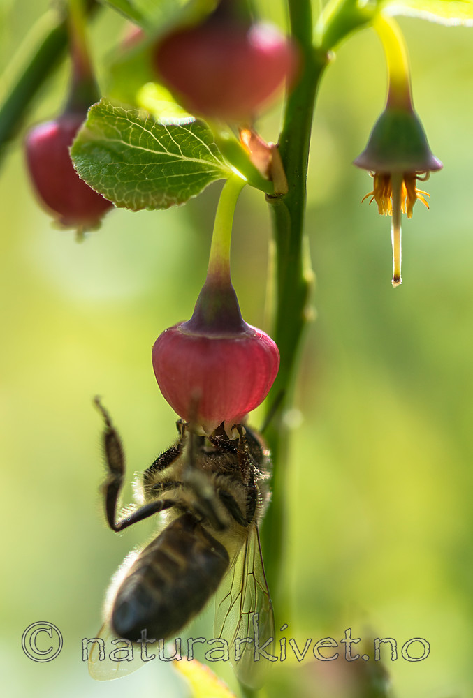 BB 15 0261 / Apis mellifera / Honningbie <br /> Vaccinium myrtillus / Blåbær