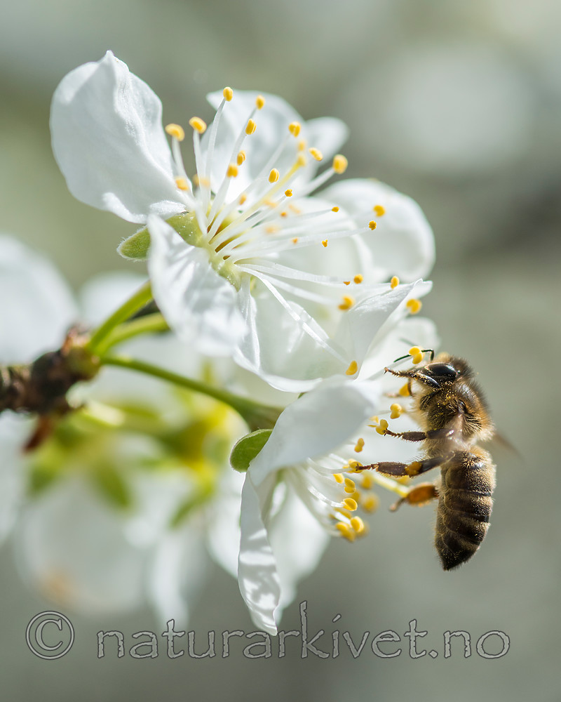 BB 15 0263 / Apis mellifera / Honningbie <br /> Prunus domestica / Plomme
