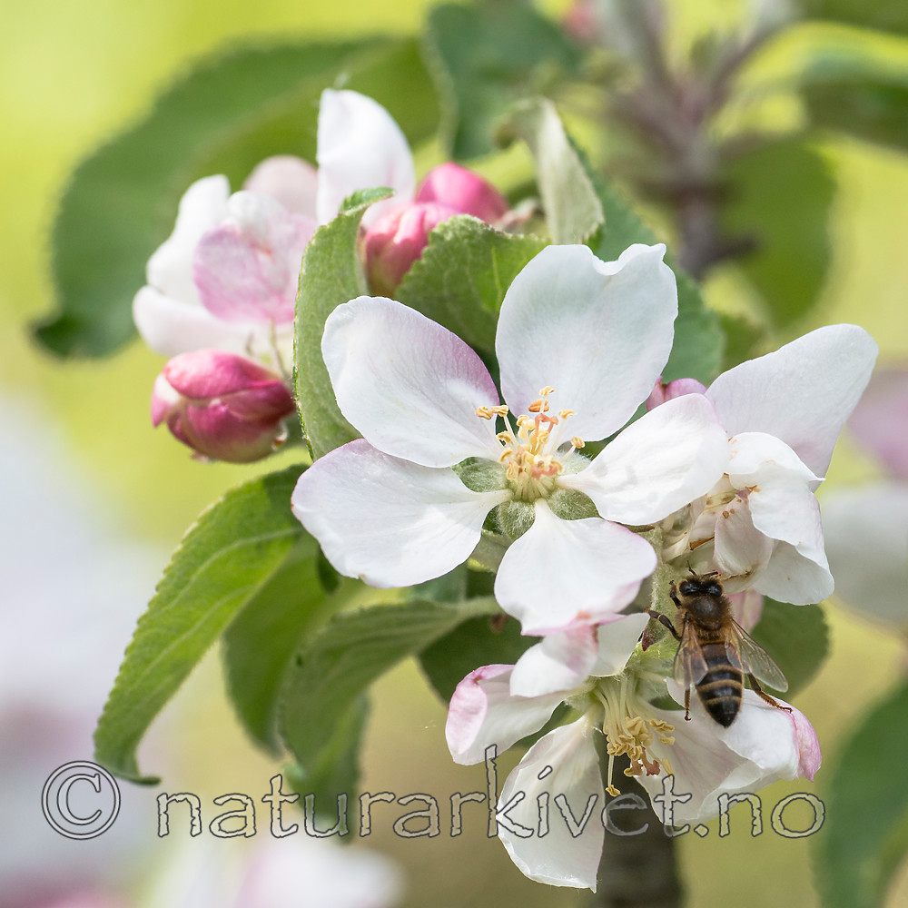 BB 15 0265 / Apis mellifera / Honningbie <br /> Malus ×domestica / Eple <br /> Prunus domestica / Plomme