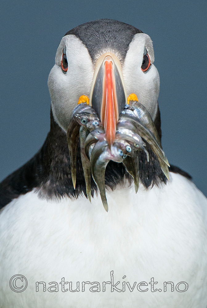 BB 15 0266 / Fratercula arctica / Lunde