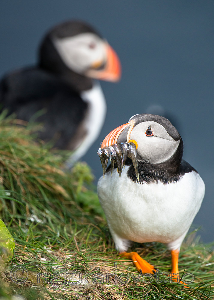 BB 15 0268 / Fratercula arctica / Lunde