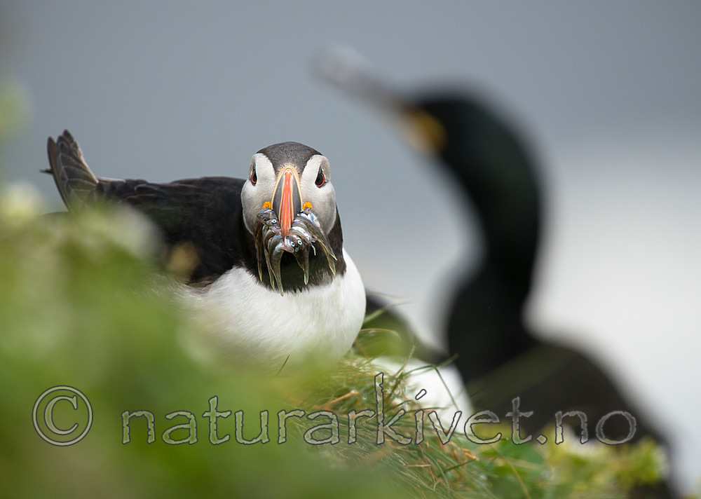 BB 15 0269 / Fratercula arctica / Lunde <br /> Phalacrocorax aristotelis / Toppskarv