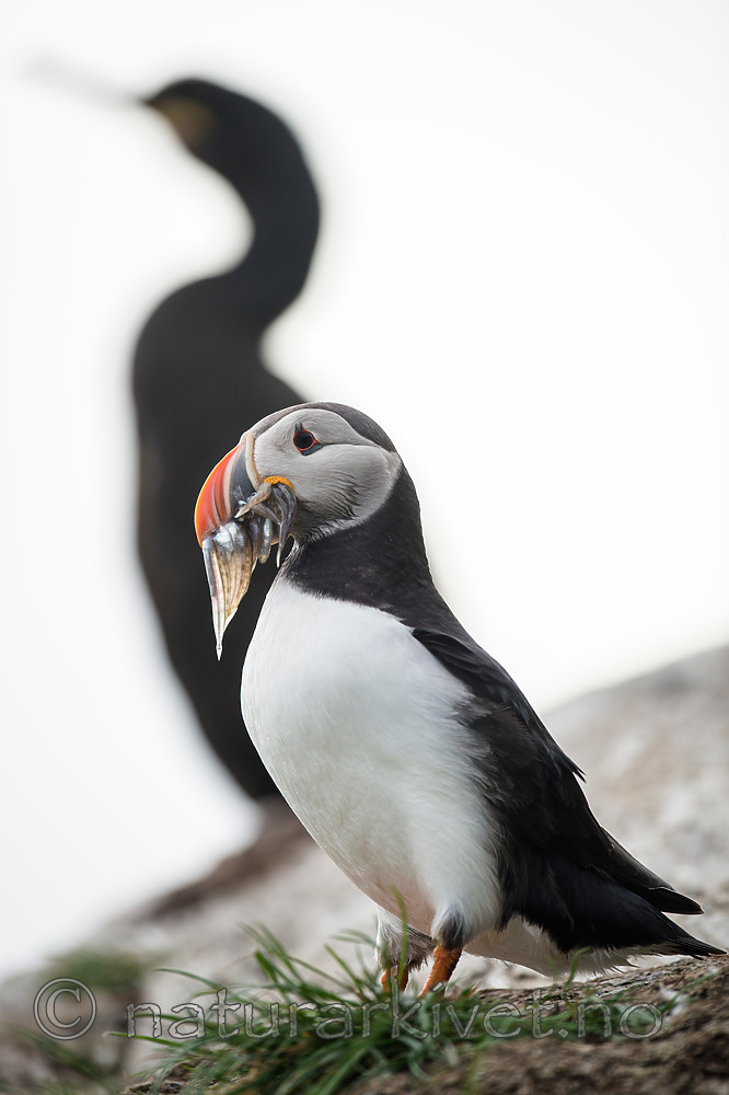 BB 15 0273 / Fratercula arctica / Lunde <br /> Phalacrocorax aristotelis / Toppskarv
