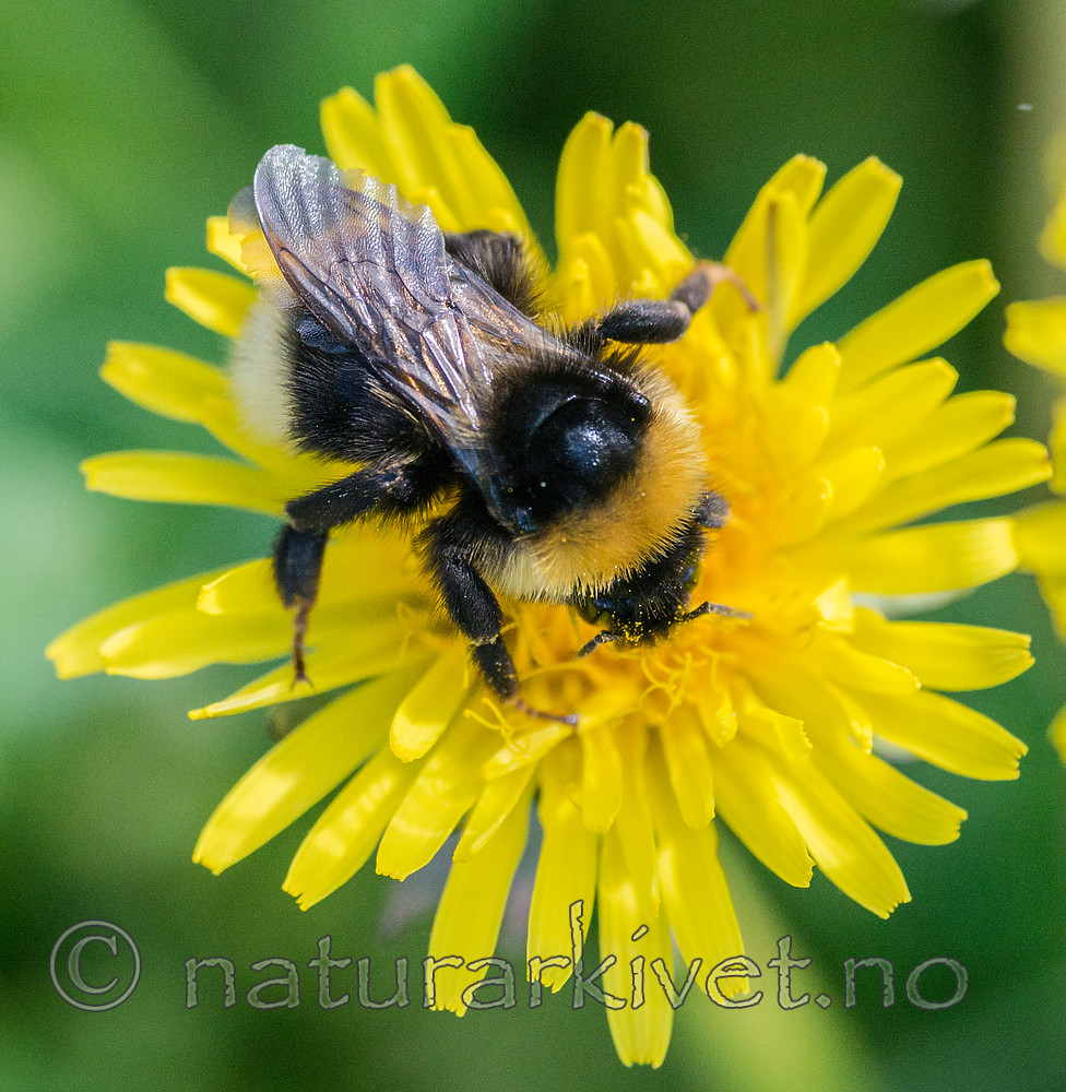 BB 15 0293 / Bombus hortorum / Hagehumle