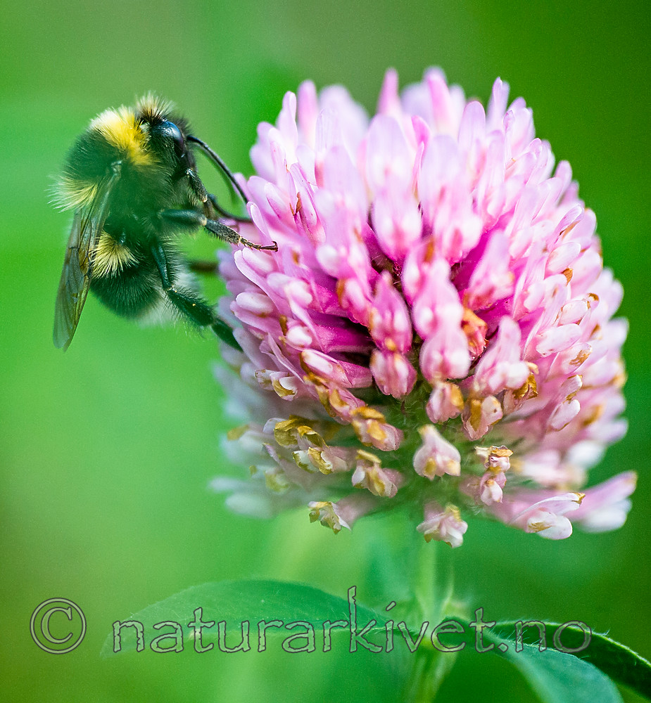 BB 15 0294 / Bombus hortorum / Hagehumle <br /> Trifolium pratense / Rødkløver