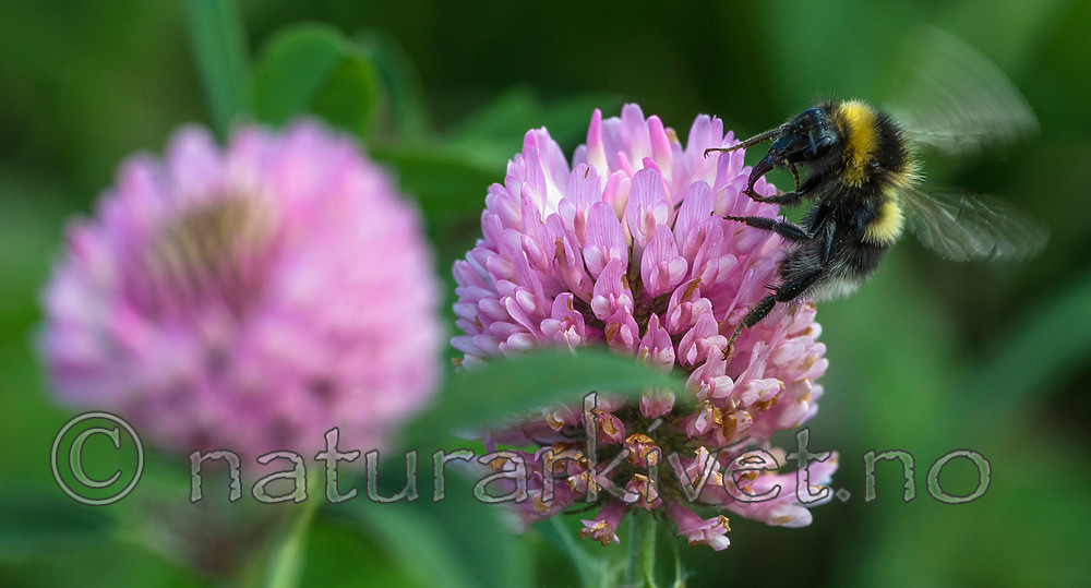 BB 15 0295 / Bombus hortorum / Hagehumle <br /> Trifolium pratense / Rødkløver