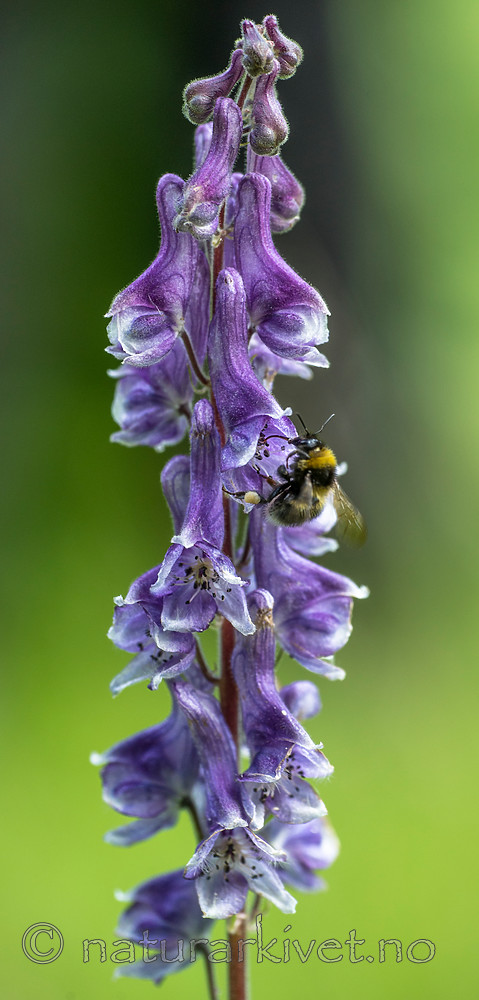 BB 15 0303 / Aconitum lycoctonum / Torhjelm <br /> Bombus hortorum / Hagehumle