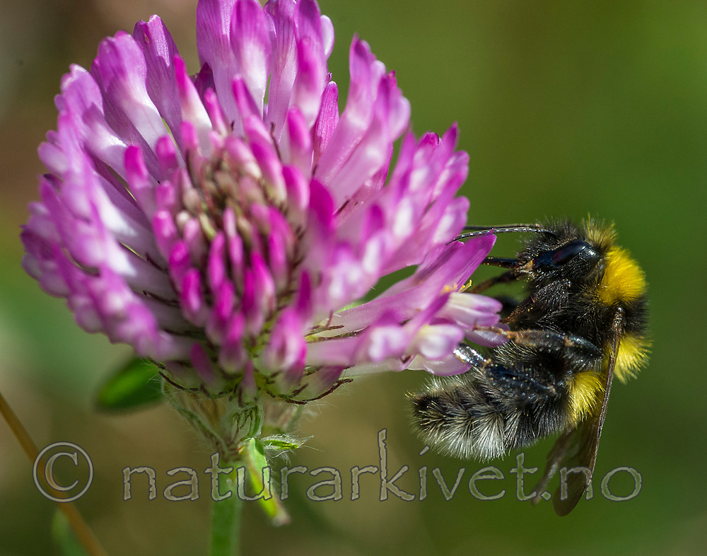 BB 15 0304 / Bombus hortorum / Hagehumle <br /> Trifolium pratense / Rødkløver