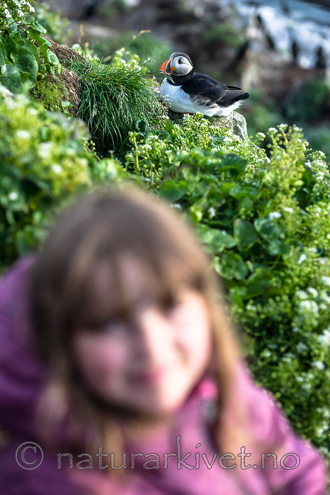 BB 15 0309 / Cochlearia officinalis / Skjørbuksurt <br /> Fratercula arctica / Lunde