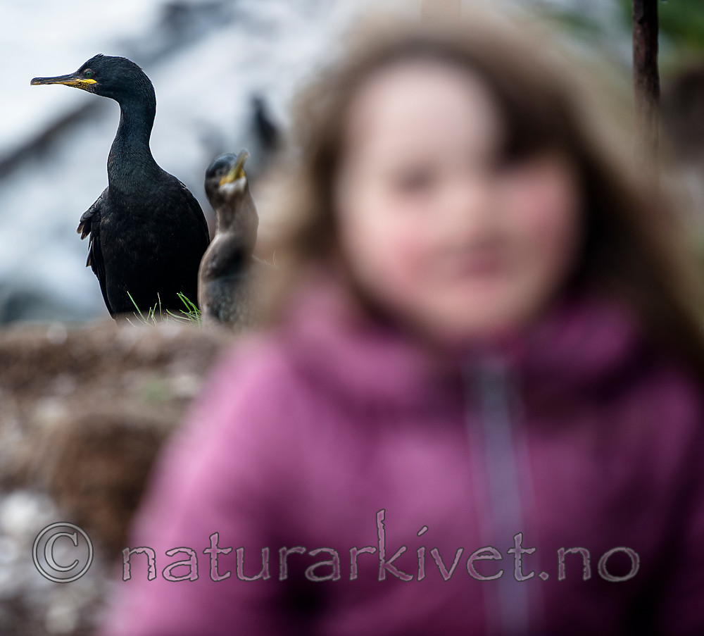 BB 15 0310 / Phalacrocorax aristotelis / Toppskarv