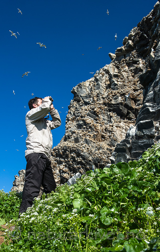 BB 15 0312 / Cochlearia officinalis / Skjørbuksurt <br /> Rissa tridactyla / Krykkje