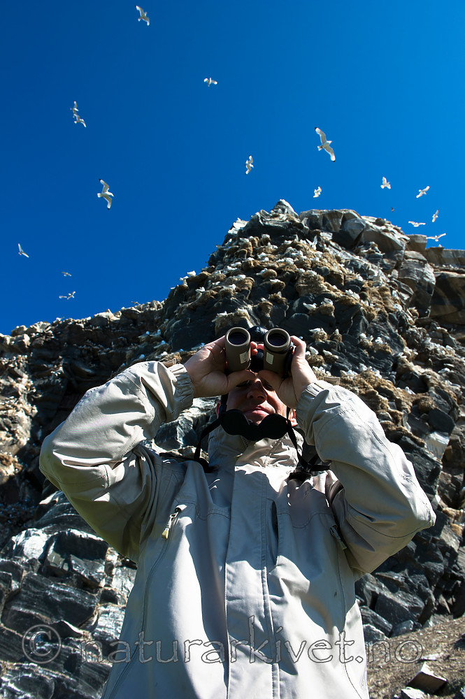 BB 15 0314 / Rissa tridactyla / Krykkje