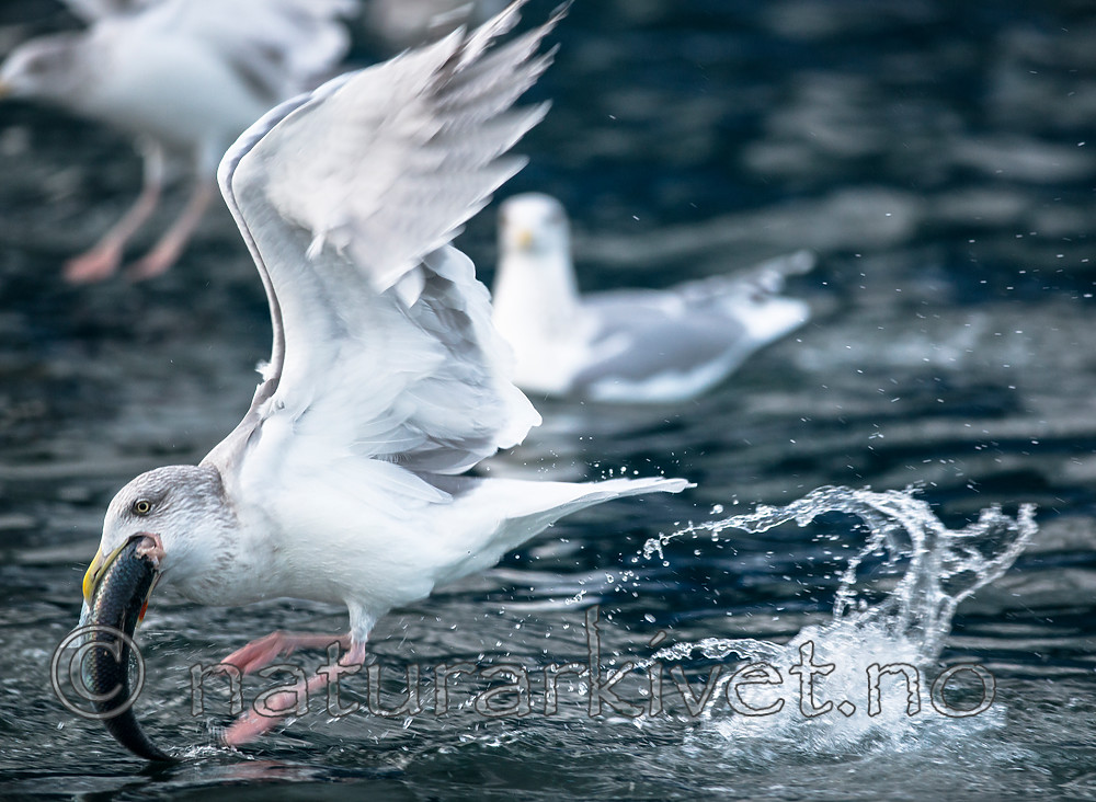 BB 15 0316 / Clupea harengus / Sild <br /> Larus argentatus / Gråmåke