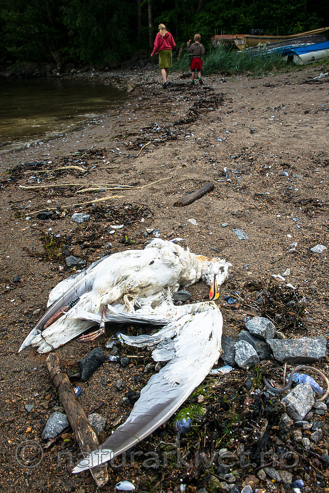 BB 15 0318 / Larus argentatus / Gråmåke