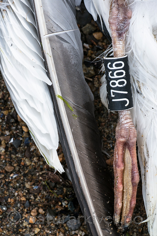 BB 15 0320 / Larus argentatus / Gråmåke