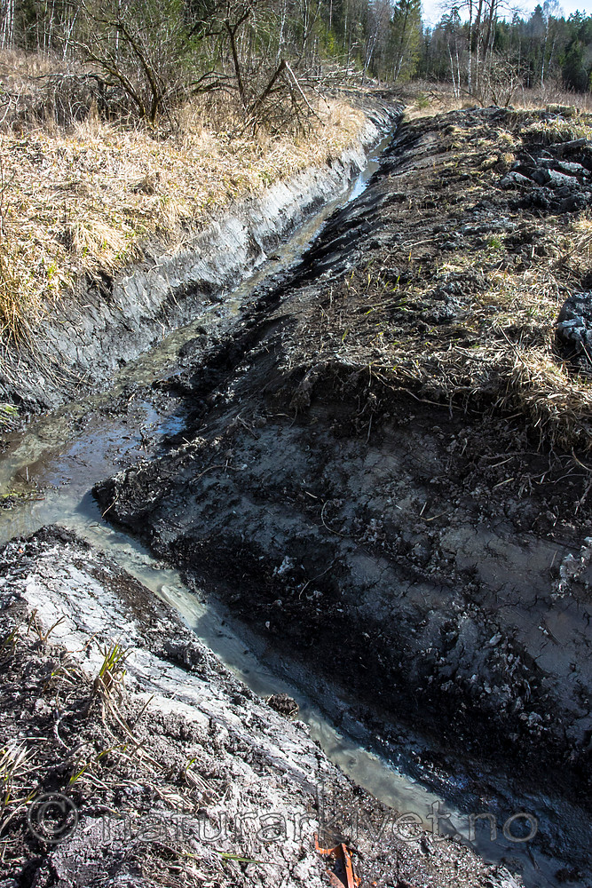 BB 15 0328 / Salix caprea / Selje